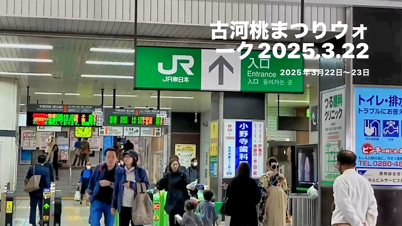 「古河桃祭り」ウォーク　　2025年３月２２日