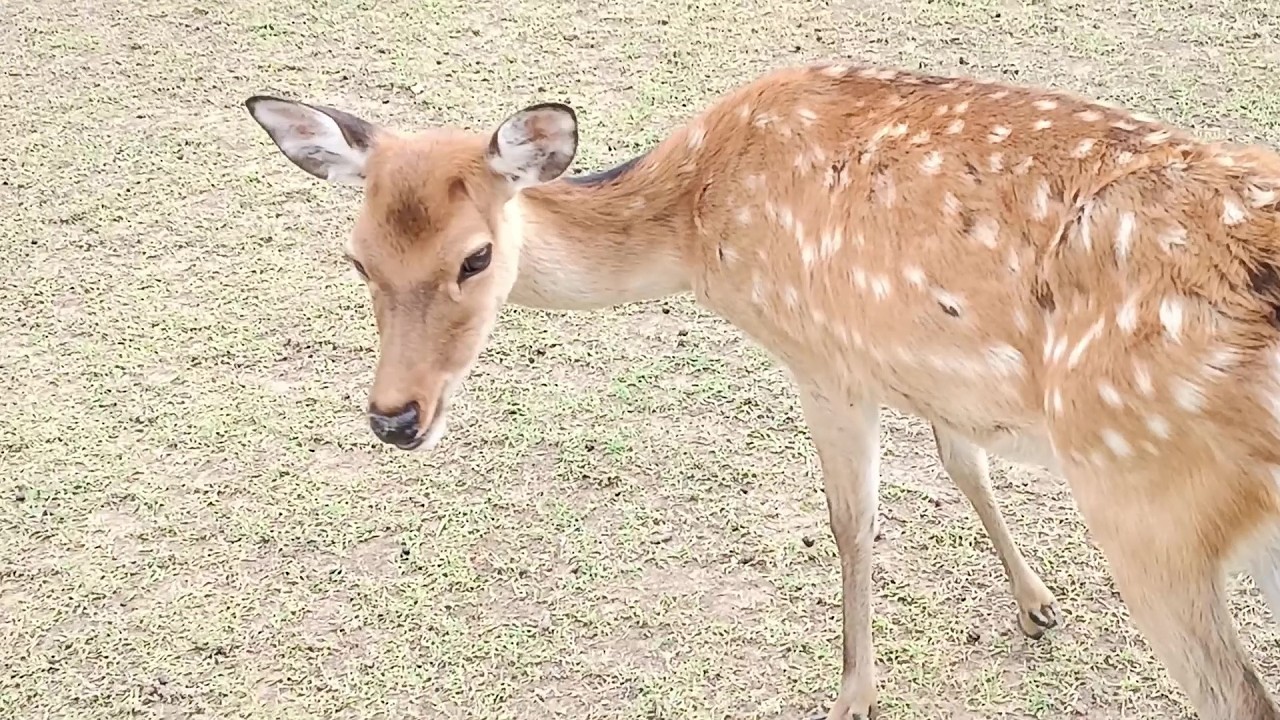 奈良公園の鹿さん #284 Deer of Nara Park - YouTube