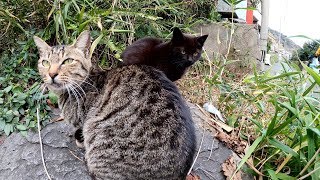 黒子猫にちょっかいを出したら、キジトラ母さんに睨まれた