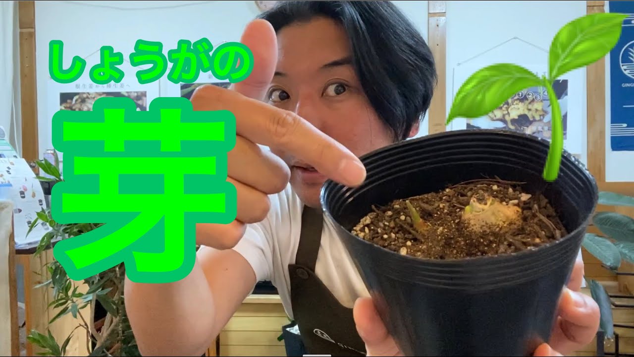 生姜の芽が出てきたので 芽出しの説明と 生姜を育てるのに必要な土の量 生姜の植え方どれくらいの深さにすればいいのか 生姜栽培に関する動画です Youtube
