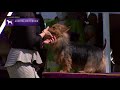 Australian Terriers | Breed Judging 2021 の動画、YouTube動画。