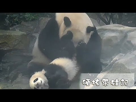 《熊貓早晚安》硬核帶娃記 | iPanda