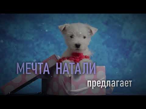 Питомник Вест Хайленд Уайт Терьеров и Ризеншнауцеров "Мечта Натали"