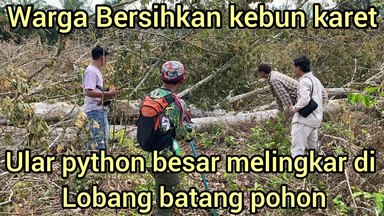 KEBUN KARET DI TEB4NG WARGA DI HEBOHKAN KEMUNCULAN ULAR PYTHON MELINGKAR DI DALAM BATANG POHON