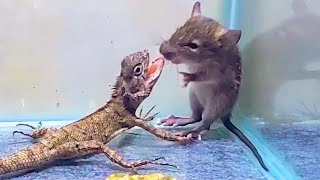 Angry Tree Lizard With Bullfrog And Mouse! Asian Bullfrog Live Feeding