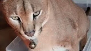 Floppa Adolf Peeing : Caracal