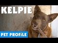 Australian Kelpie Pet Profile | Bondi Vet の動画、YouTube動画。