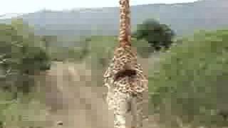 Giraffe Chase number 2