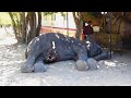 Abscess popped from elephant&#39;s belly, sympathetic people were there to treat