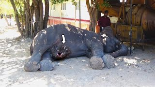 Abscess popped from elephant's belly, sympathetic people were there to treat by Elephant Zone 2,603,980 views 5 months ago 8 minutes, 30 seconds