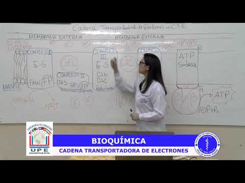 Vídeo: Deficiencia Del Complejo III De La Cadena Respiratoria Debido A BCS1L Mutado: Un Nuevo Fenotipo Con Encefalomiopatía, Parcialmente Fenocopiado En Un Modelo De Ratón Mutante Bcs1