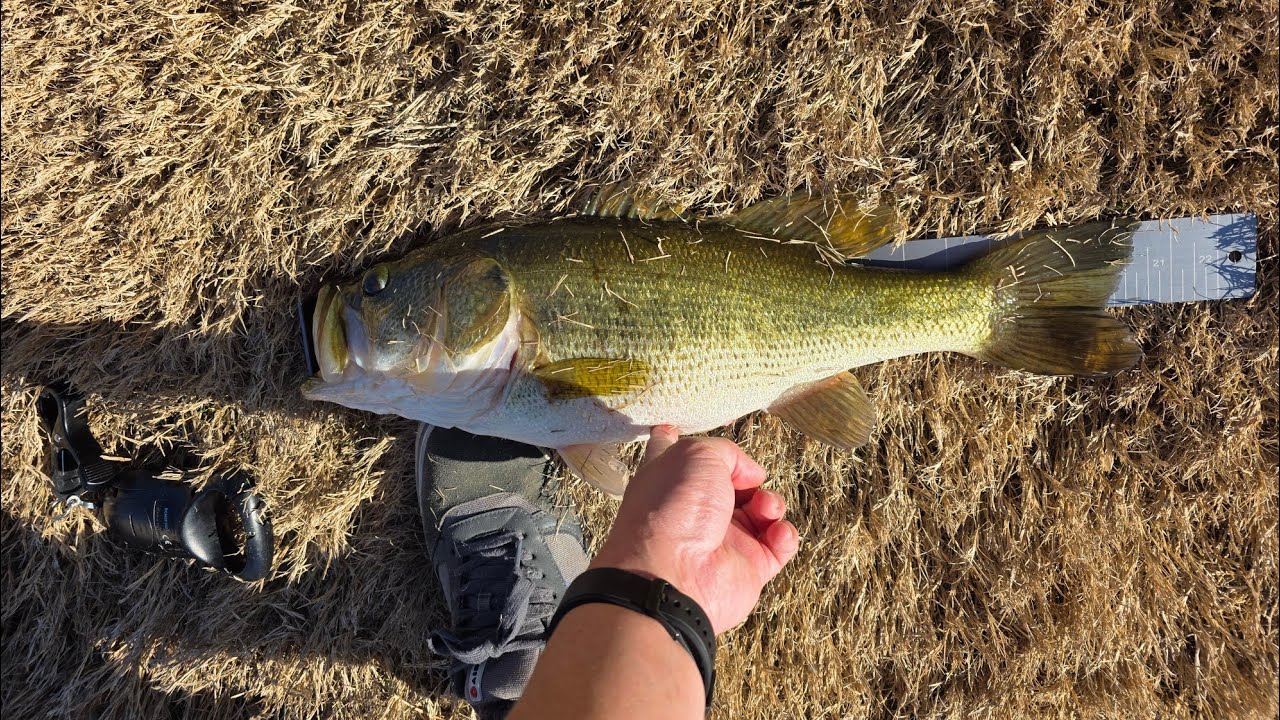 Caught a 4 pound large mouth in the neighborhood pond