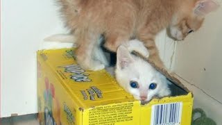 FUNNY CAT VİDEOS 😹 - CAT VİDEOS 2021 - THE MOST FUNNY VIDEOS OF August😂1# #funnycat