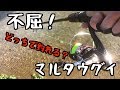 マルタウグイ 2019 どっちで釣れる？