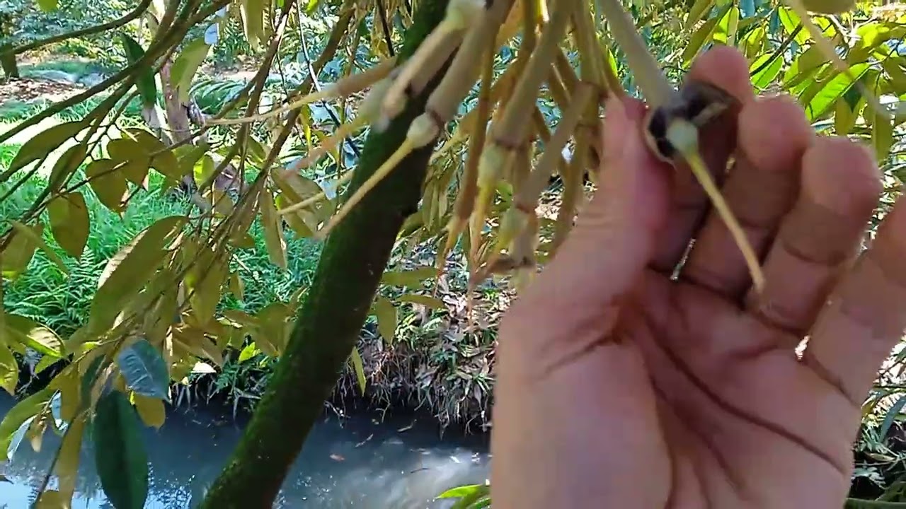 Vườn ri6 xổ nhụy xong, trại trái nhanh xanh rai, đẹp 