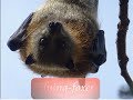 Les chauves-souris en Australie : une belle taille !