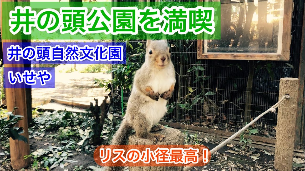【武蔵野市】アットホームな動物園で癒される井の頭自然文化園【東京散歩】