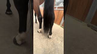 Chacellana Blue PS - 360°