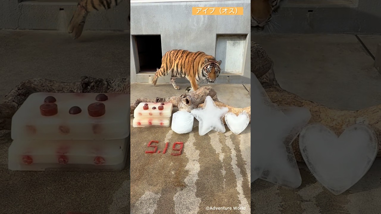 \アムールトラのアイプ&ノクタム 2歳の誕生日🐯🐯/