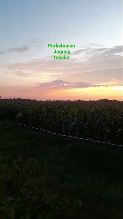 Perkebunan Jagung Takalar Lama #shorts