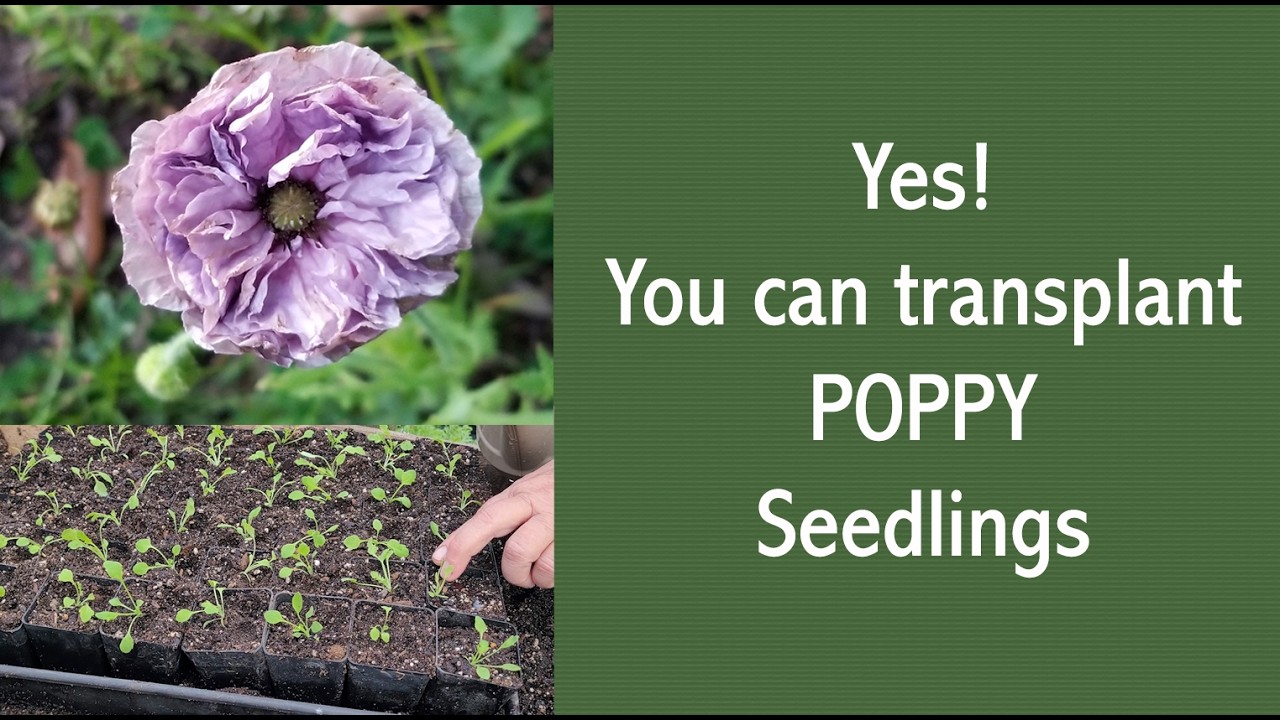 Transplanting Poppies #1 - YouTube