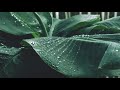 تساقط المطر على الاوراق تساقط المطر على الاوراق