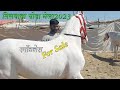 Nukra Spotless Horse For Sale -  Balotra Tilwada Horse Pashu Mela Fair Market 2023  Horse Video