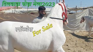 Nukra Spotless Horse For Sale -  Balotra Tilwada Horse Pashu Mela Fair Market 2023  Horse Video