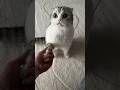 😼 #cat