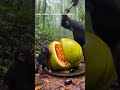 This Video Sparks Debate About A Baby Chimpanzee