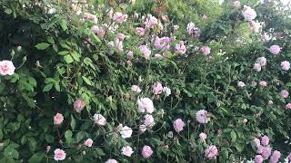 Cecil Brunner Climbing Rose