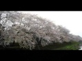 cherry blossoms 野川の桜(昼と夜)