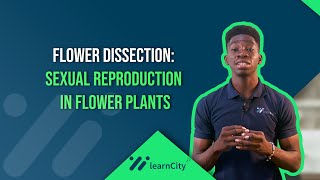 Flower Dissection: Reproduction in Flowering Plants| Biology |WAEC|NECO| JAMB