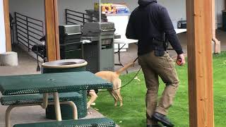 Flathead County Sheriff K9 Demonstration