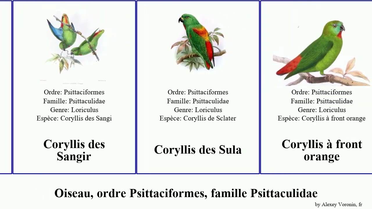 Oiseau, ordre Psittaciformes, famille Psittaculidae coryllis inséparable des front orange birds