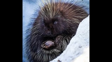 WINTER PORCUPINES by Alaska Rain