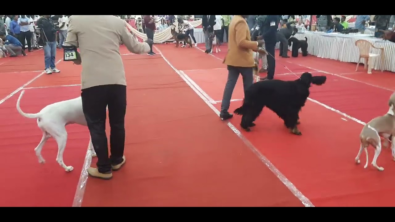 Madurai Dog Show Part 6 madurai dog The black dog was so cool and