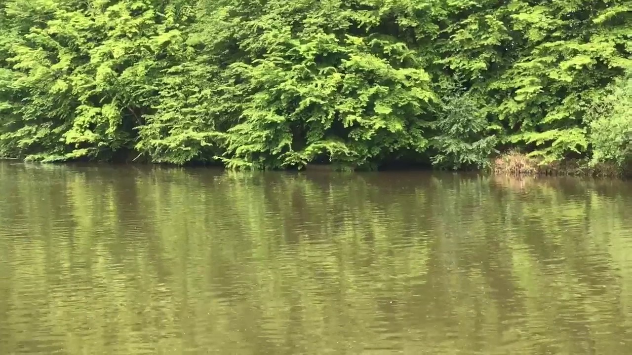 Churchwood fisheries Jenkins lake may 2017 YouTube