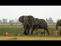 Sonido de animales salvajes de África