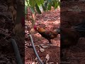 Gà rừng nhà tự nhân giống #food #amthucbaclieu #farming #lehoiamthuc #cooking #automobile