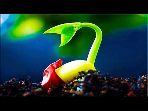 Прорастание семени.  Seed germination !