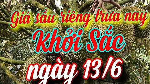 giá sầu riêng trưa nay ngày 13/6/2023