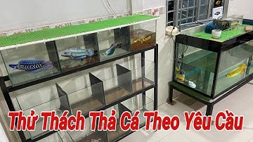 Thả Cá Betta Hay Cá Lóc Vào 12 Cái Hồ Này