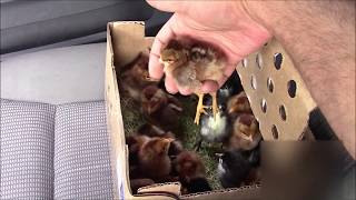 Detailed Copper Marans & Welsummers From 2 Different Breeders Information