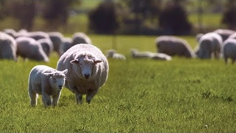 Collaboration drives innovation with sheep eID