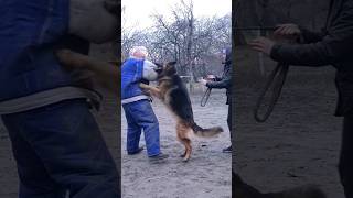 🔥Powerful attack of the German Shepherd.  Dog training. STRAZH. Odessa 2024.