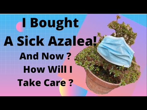 Azalea Bonsai | I Bought a Sick Azalea, How Will I Take Care?