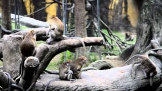 活水有魚 NIKON D7000+18-200VR 木柵動物園-馬來猴-嬉鬧.MOV