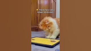 Ditinggal sendirian disuruh belajar, tau taunya nakal bgt 🤏 gimana mau dpt rengking #kucingcomel