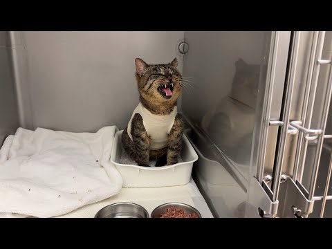 ボス猫に虐められて入院中の猫をお見舞いに行ったら寂しすぎてこうなっちゃってました…